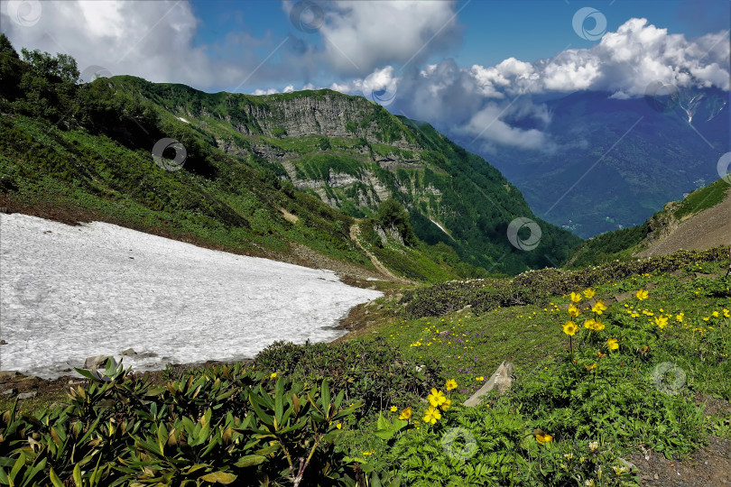 Скачать Летний день на альпийских лугах. фотосток Ozero