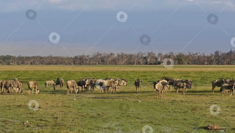 Скачать Стадо антилоп гну стоит на зеленой траве саванны. фотосток Ozero
