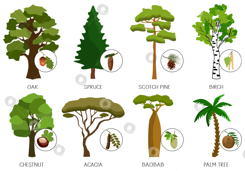 Скачать Набор различных деревьев с их плодами и формами листьев. фотосток Ozero
