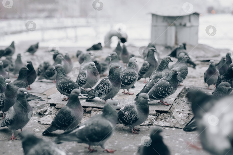 Скачать Множество голубей крупным планом сидят зимой на городской улице фотосток Ozero