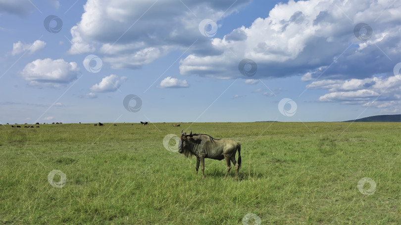 Скачать В бескрайней саванне, на зеленой траве, стоит одинокая антилопа гну. фотосток Ozero