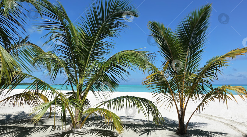 Скачать На песчаном пляже растут невысокие пальмы. фотосток Ozero