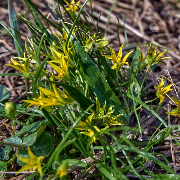 Скачать Первый лесной весенний желтый цветок фотосток Ozero