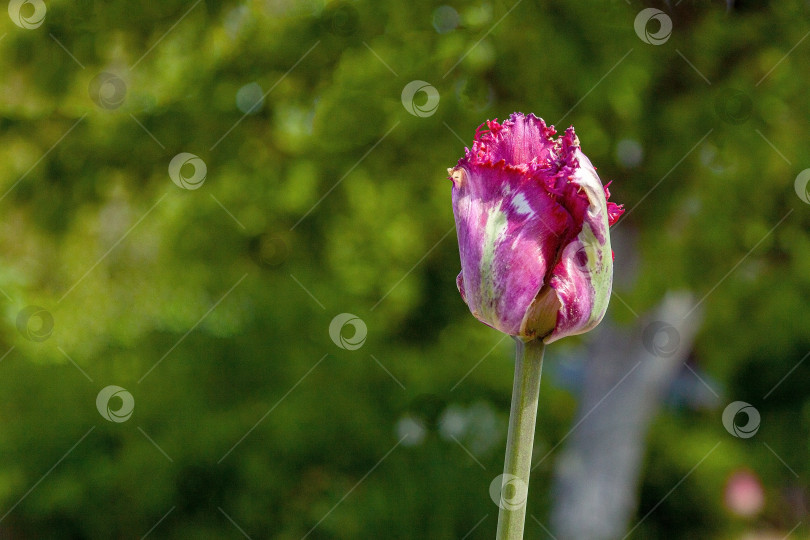 Скачать Макросъемка красно-белого цветка тюльпана фотосток Ozero