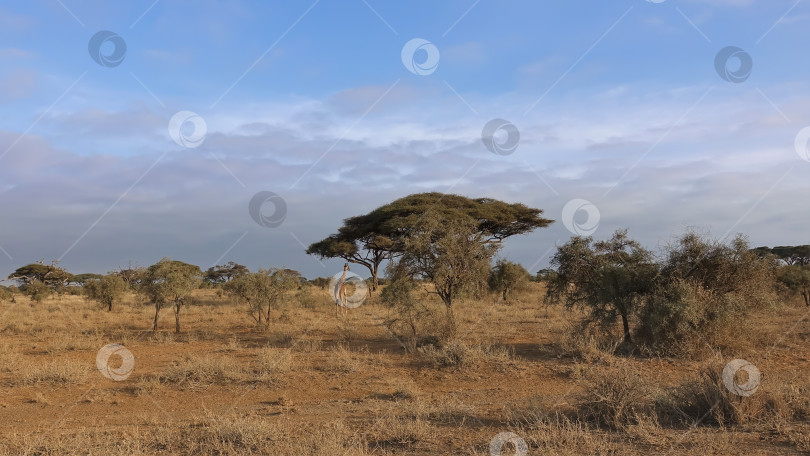 Скачать Одинокий жираф прогуливается по желтой траве саванны. фотосток Ozero