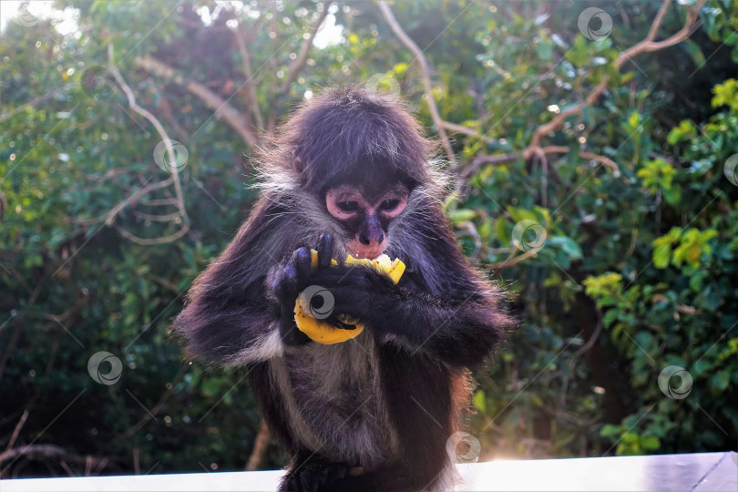 Скачать Детеныш обезьяны-паука сидит и аккуратно ест банан. фотосток Ozero