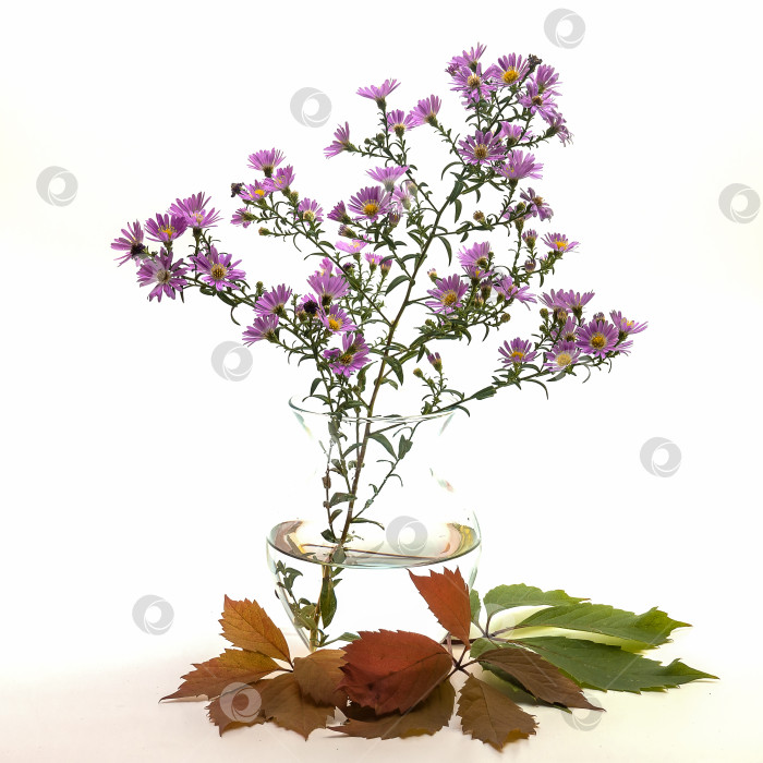 Скачать В стеклянной вазе с водой стоит ветка с маленькими осенними фиолетовыми цветами. фотосток Ozero