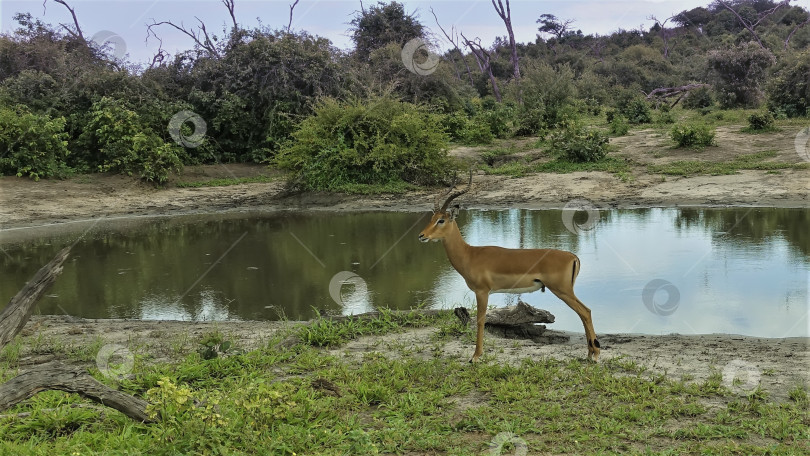 Скачать На берегу водохранилища стоит импала с закрученными рогами. фотосток Ozero