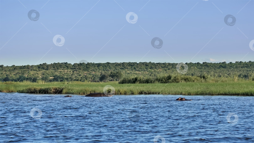 Скачать В воде видны спины и головы плавающих бегемотов. фотосток Ozero