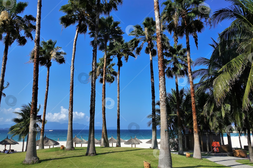 Скачать Высокие пальмы на лужайке на фоне голубого неба. фотосток Ozero