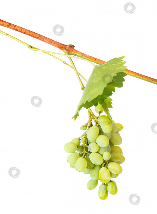 Скачать виноград на виноградной лозе, выделенный на белом фоне фотосток Ozero