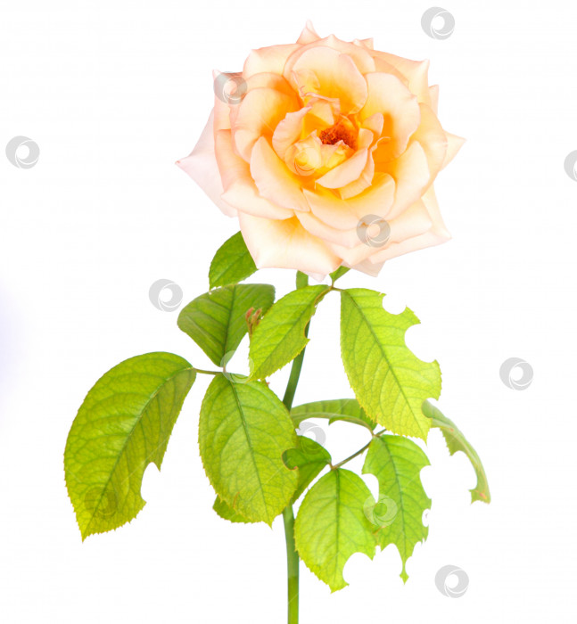 Скачать цветок чайной розы, изолированный на белом фоне фотосток Ozero