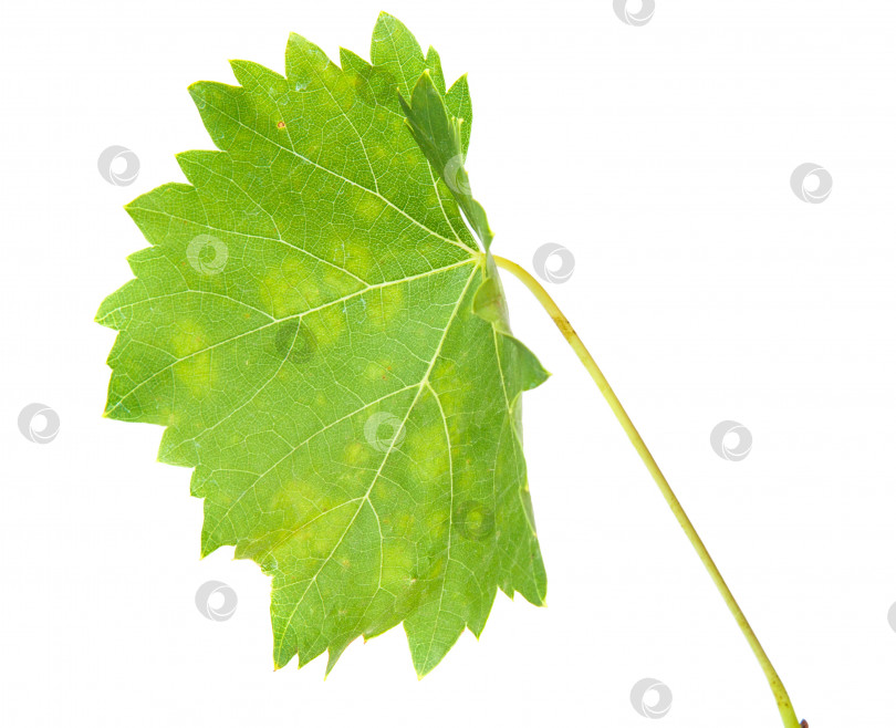 Скачать виноградные листья, выделенные на белом фоне фотосток Ozero