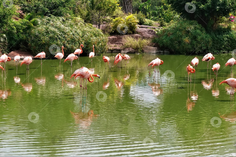 Скачать Озеро с розовыми фламинго в парке. фотосток Ozero