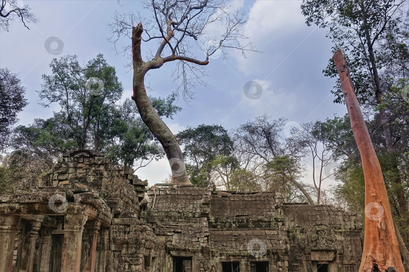 Скачать Полуразрушенные руины древнего храма Ангкор Том. фотосток Ozero