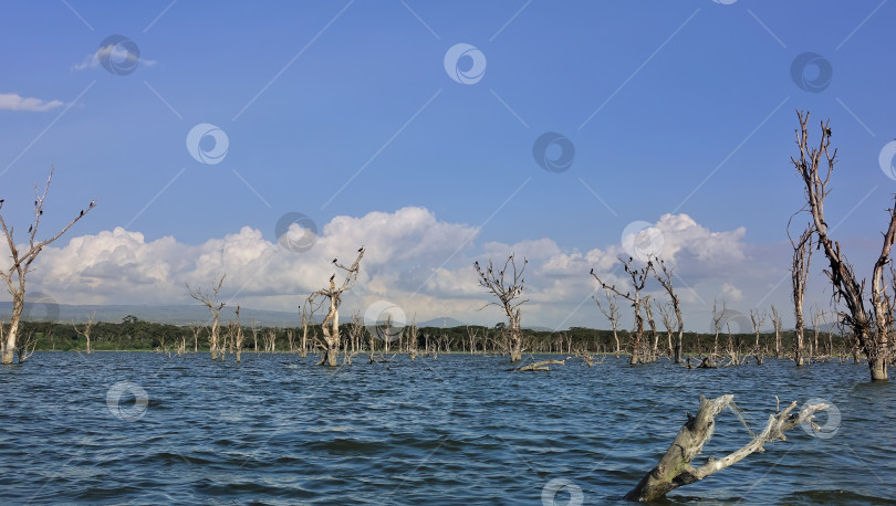 Скачать Сухие деревья поднимаются из голубой воды озера. фотосток Ozero