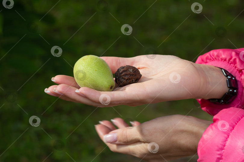 Скачать женщина держит в руках камень и зеленое фруктовое дерево. фотосток Ozero