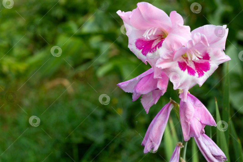 Скачать Розовые цветы гладиолуса на зеленом фоне. фотосток Ozero