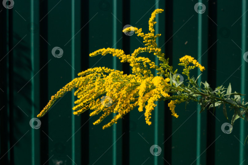 Скачать Желтые полевые цветы на фоне зеленого гофрированного забора фотосток Ozero