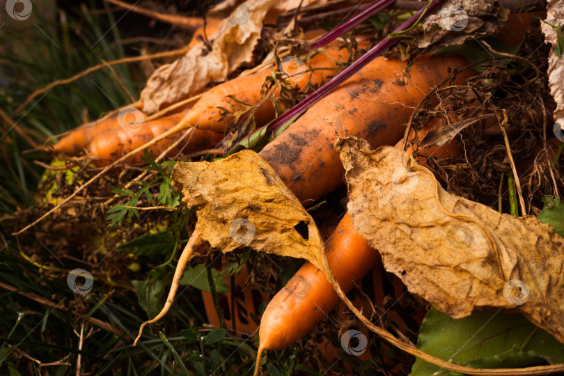 Скачать Закройте корнеплод оранжевой морковью с ботвой. фотосток Ozero