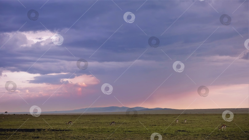 Скачать Закат в Кении. Облака окрашены в фиолетовый и розовый цвета. фотосток Ozero