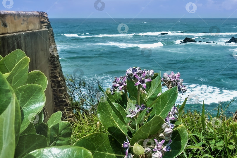 Скачать Фиолетовые тропические цветы на фоне бирюзового океана. фотосток Ozero