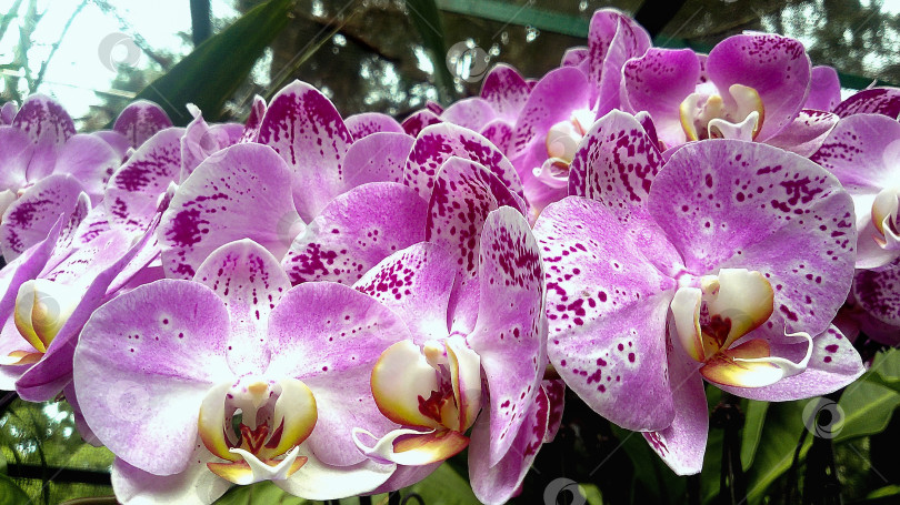 Скачать Сиреневые орхидеи крупным планом. фотосток Ozero