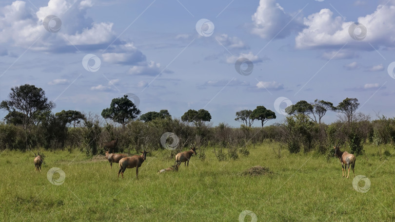 Скачать Красные антилопы Бубал стоят и лежат на зеленой траве саванны. фотосток Ozero