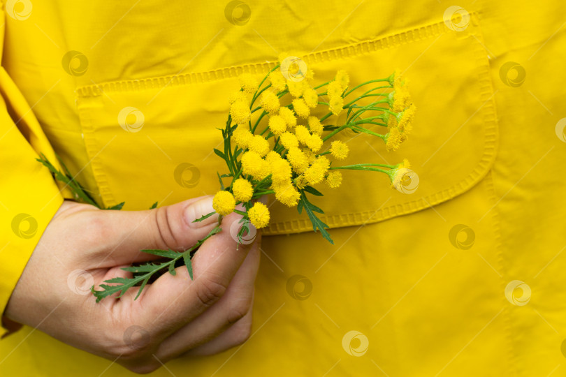 Скачать желтая мимоза на фоне желтого дождевика pr фотосток Ozero