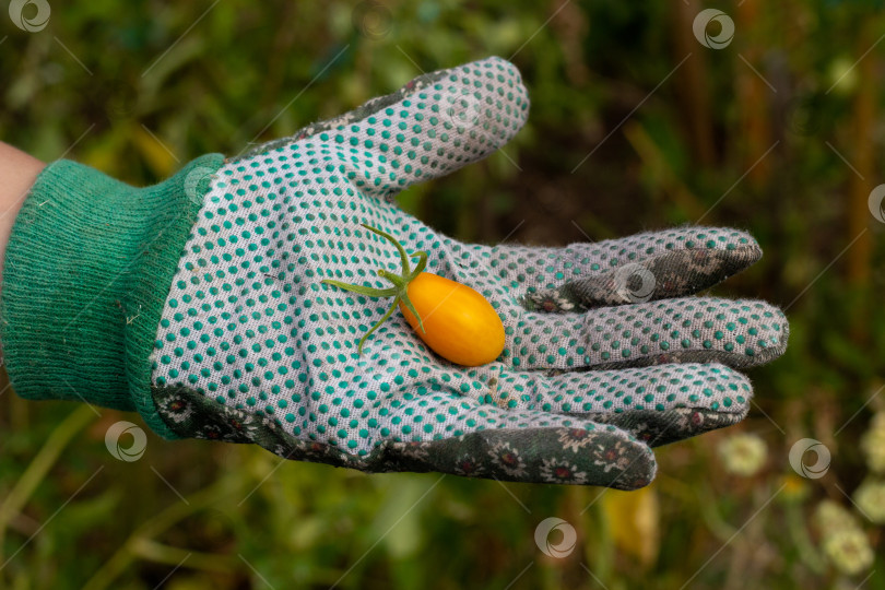 Скачать На ладони лежит маленький желтый помидор. фотосток Ozero