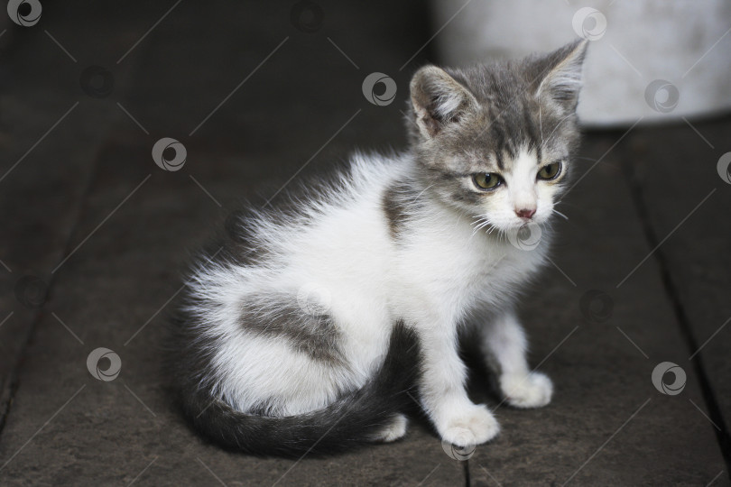 Скачать Маленький черно-белый котенок. фотосток Ozero