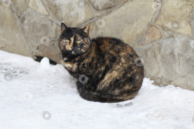 Скачать Разноцветный кот сидит на снегу у стены. фотосток Ozero