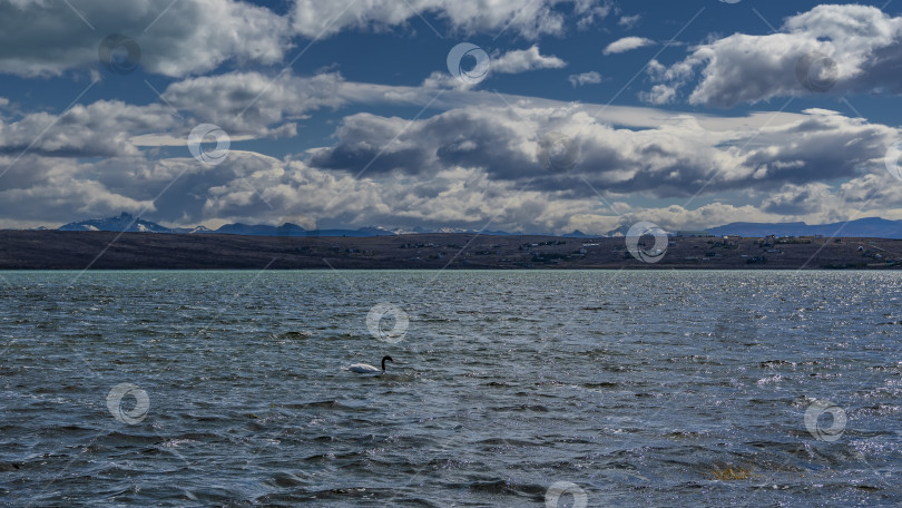 Скачать Красивый лебедь с черной шеей плывет по голубому озеру. фотосток Ozero