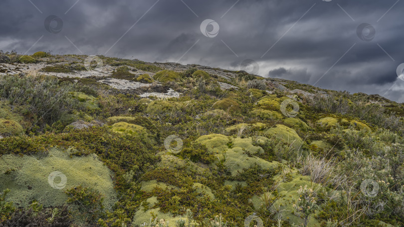 Скачать Скудная растительность Патагонии. фотосток Ozero