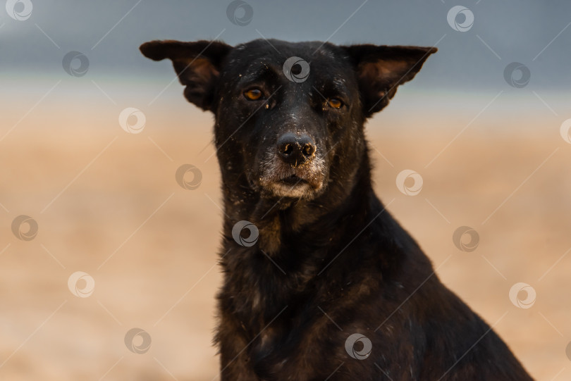 Скачать Дикая, не домашняя собака, остающаяся на пляже и заглядывающая в ок фотосток Ozero