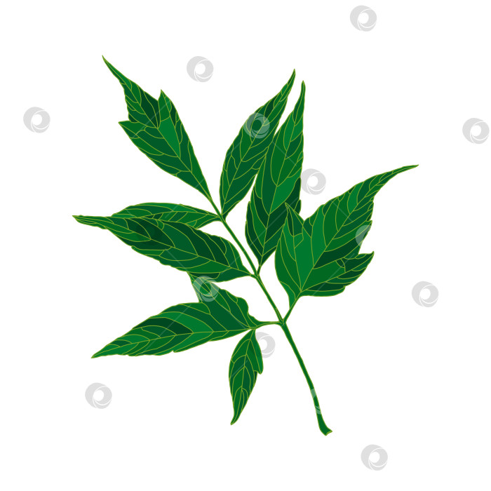 Скачать Зеленый силуэт клена с ясеневыми листьями, выделенный на белом фоне фотосток Ozero