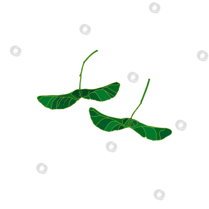 Скачать Зеленый силуэт семян клена, выделенных на белом фоне фотосток Ozero