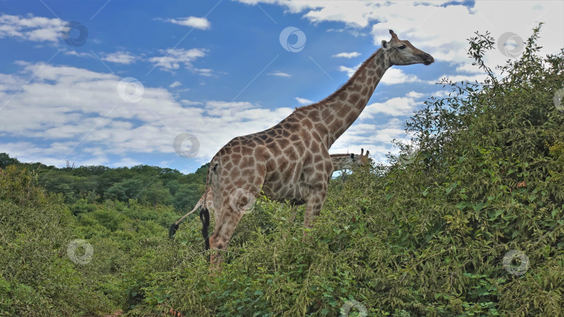 Скачать Большой красивый жираф с длинной шеей на фоне голубого неба. фотосток Ozero