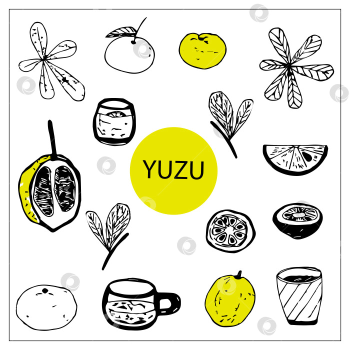 Скачать Векторный набор фруктовых элементов doodle yuzu. фотосток Ozero