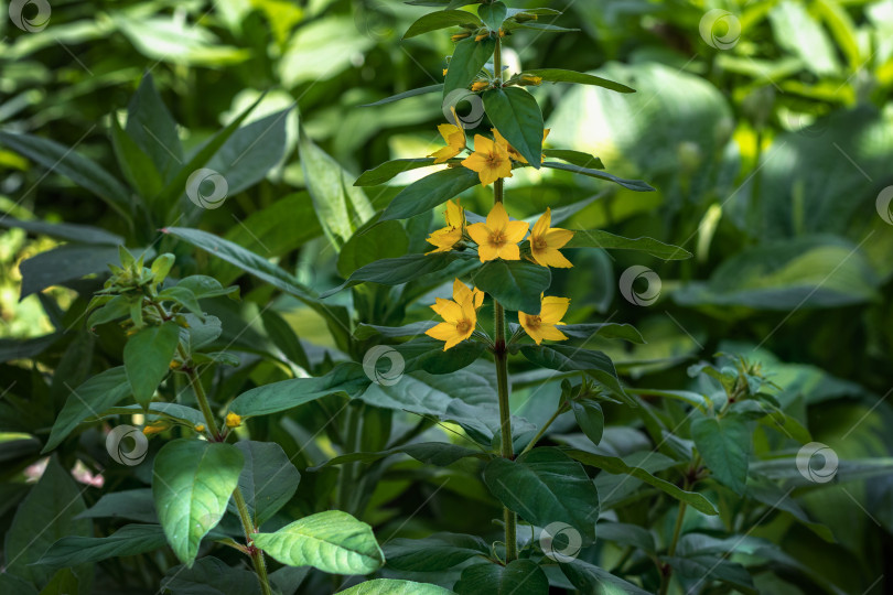 Скачать Желтые цветы крупным планом. фотосток Ozero