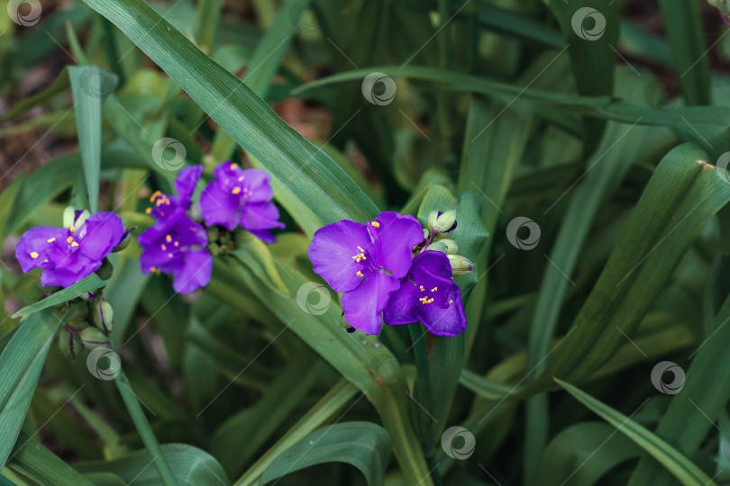 Скачать Синие цветы традесканции на темном фоне листвы. фотосток Ozero