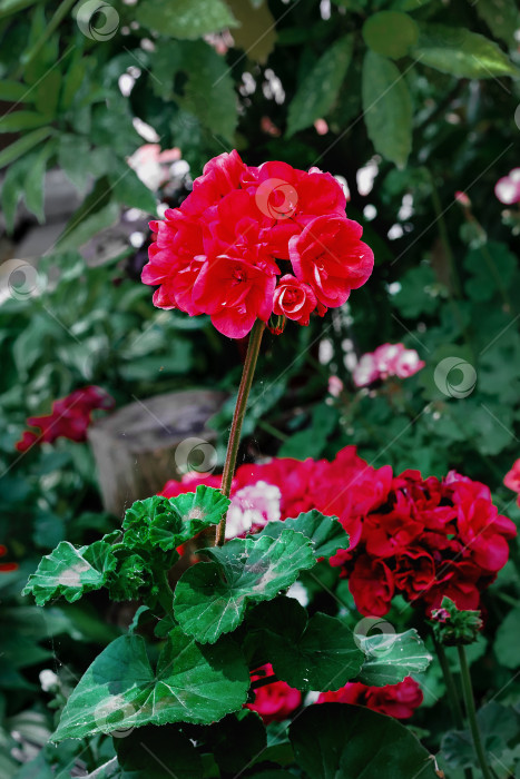 Скачать Красная пеларгония в саду. фотосток Ozero