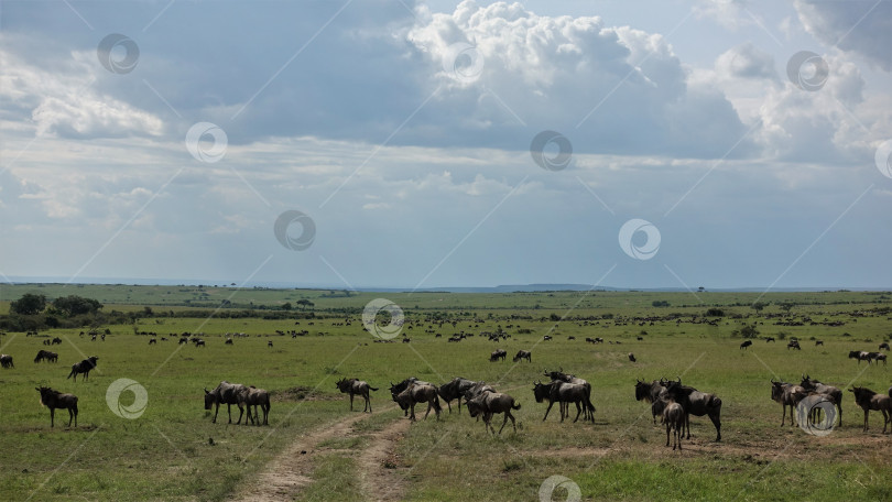 Скачать Грунтовая дорога вьется по зеленой траве саванны. Повсюду, до самого горизонта, видны стада антилоп гну. На небе тучи. Великая миграция животных. Кения. Парк Масаи Мара фотосток Ozero
