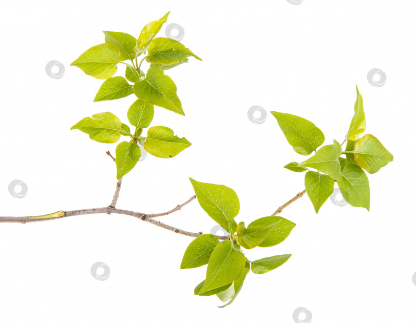 Скачать листья сирени на ветке, выделенные на белом фоне фотосток Ozero