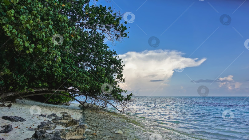 Скачать Тропические деревья склонились над спокойным бирюзовым океаном. Мальдивы. фотосток Ozero