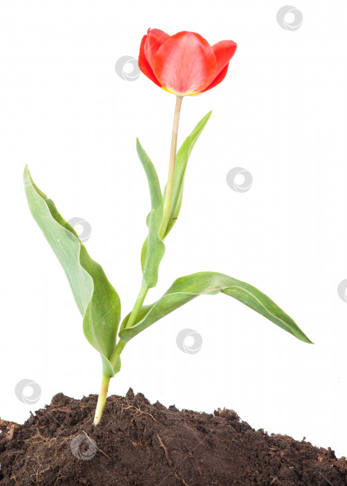 Скачать Тюльпан, растущий из земли. изолированный на белом фоне фотосток Ozero