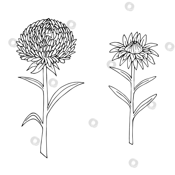 Скачать Цветок астры в черно-белом исполнении. Стиль каракулей. Векторное изображение. фотосток Ozero