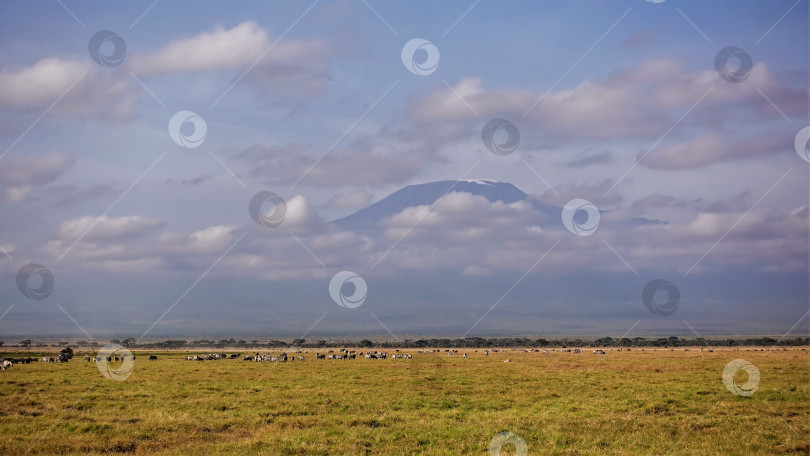 Скачать Многие травоядные животные пасутся на траве бескрайней саванны: зебры, антилопы гну. фотосток Ozero