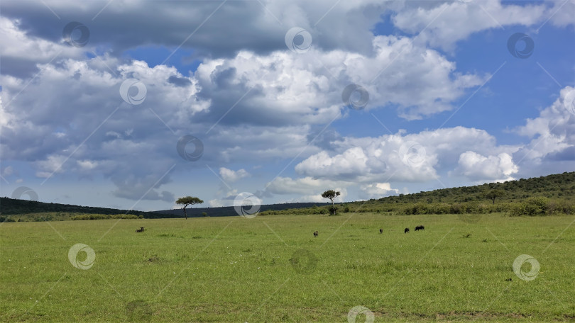 Скачать Бескрайняя саванна покрыта сочной зеленой травой. фотосток Ozero