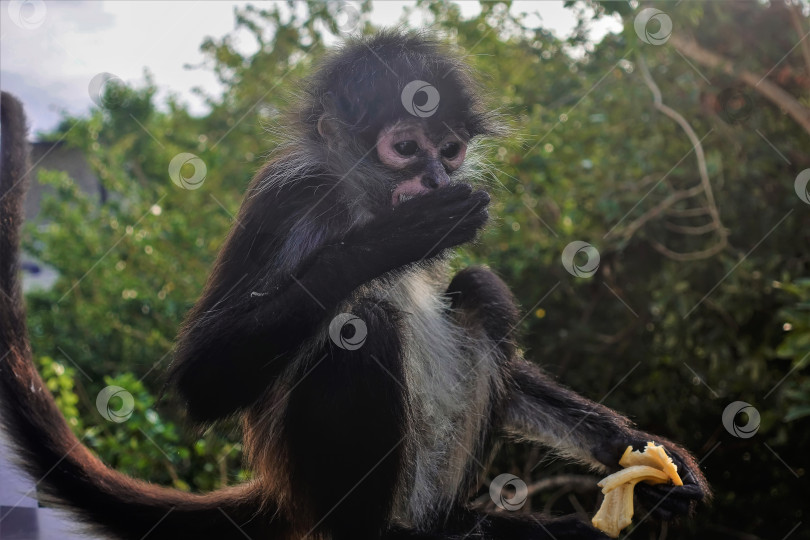 Скачать Маленькая обезьянка-паук ест банан. фотосток Ozero